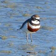 Double-banded Plover