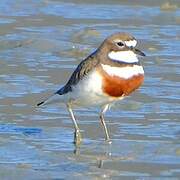 Double-banded Plover