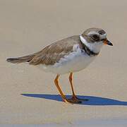 Semipalmated Plover