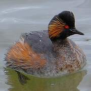 Black-necked Grebe