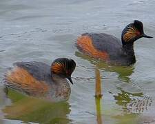 Black-necked Grebe