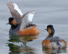 Black-necked Grebe