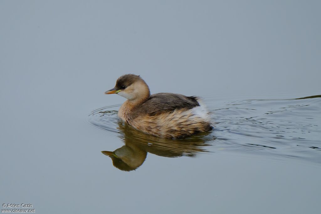 Little Grebeadult post breeding