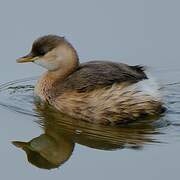 Little Grebe