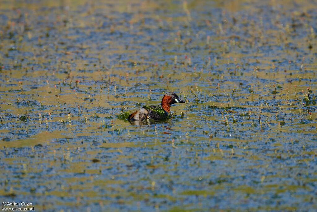 Little Grebeadult breeding