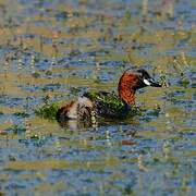 Little Grebe