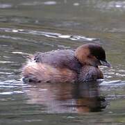 Little Grebe