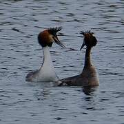 Great Crested Grebe