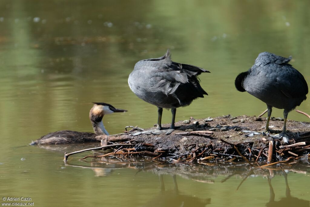 Great Crested Grebeadult