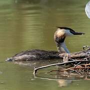 Great Crested Grebe