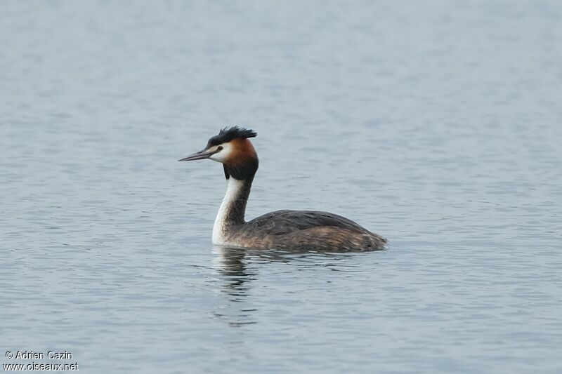 Great Crested Grebeadult