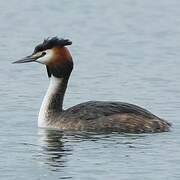 Great Crested Grebe