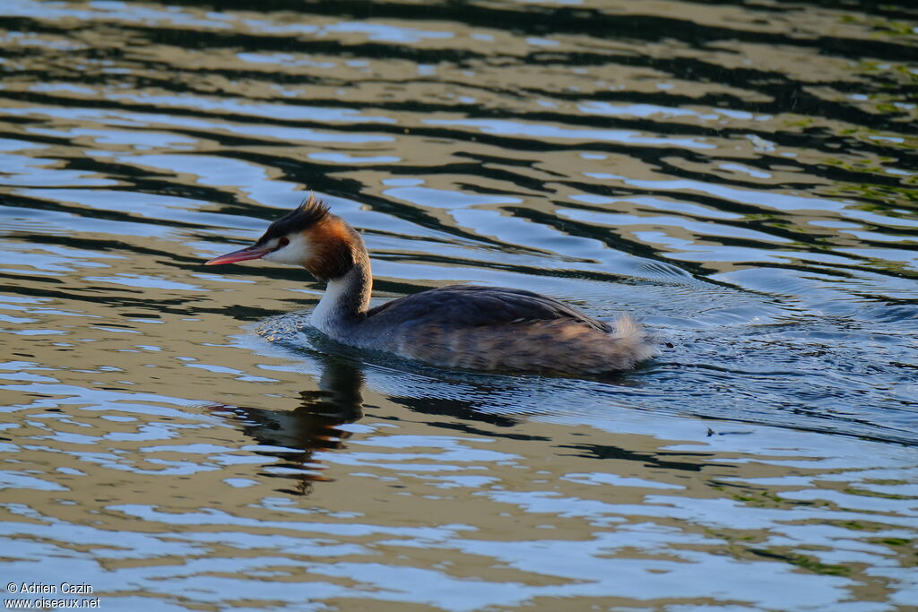 Great Crested Grebeadult