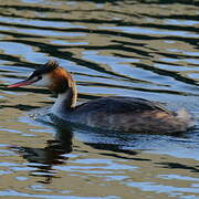 Great Crested Grebe