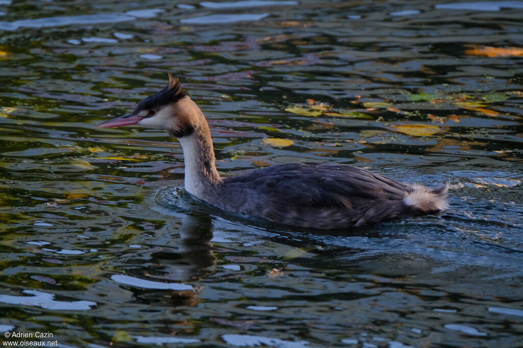 Great Crested Grebe