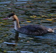 Great Crested Grebe