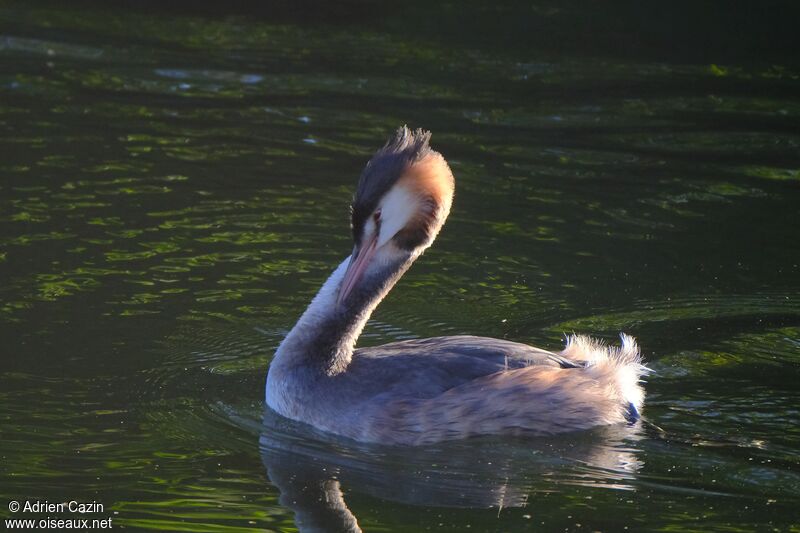 Great Crested Grebe, care