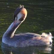 Great Crested Grebe