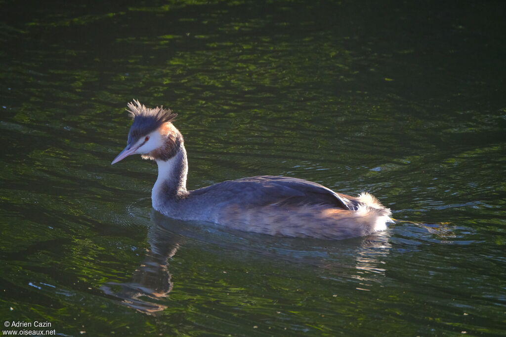 Great Crested Grebe