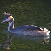 Great Crested Grebe