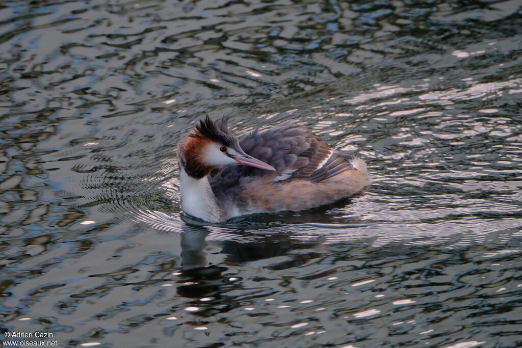 Great Crested Grebeadult, identification