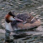 Great Crested Grebe