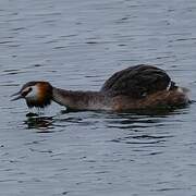Great Crested Grebe