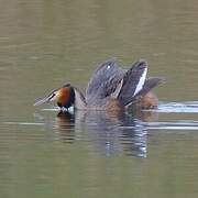 Great Crested Grebe