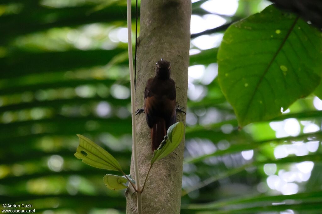 Tawny-winged Woodcreeper