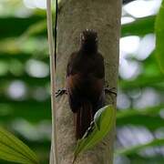 Tawny-winged Woodcreeper