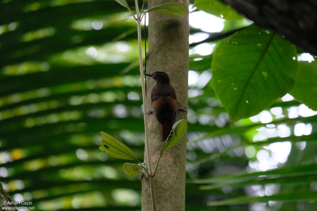 Tawny-winged Woodcreeper