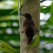 Tawny-winged Woodcreeper