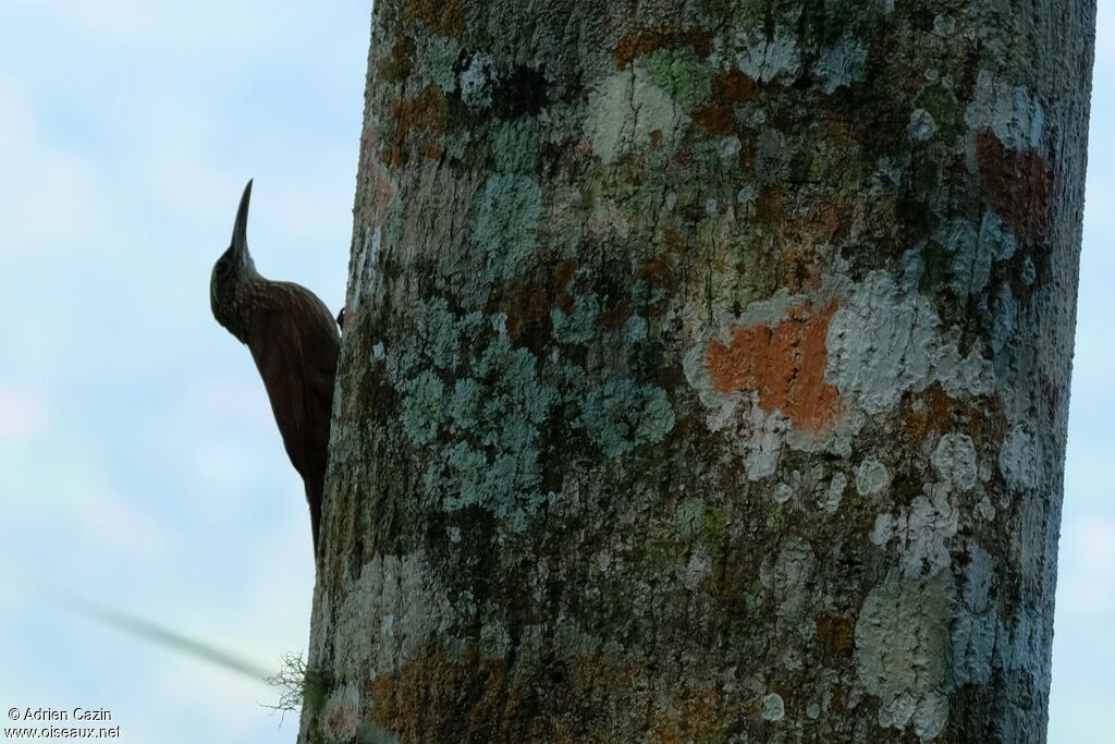 Strong-billed Woodcreeper