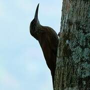 Strong-billed Woodcreeper