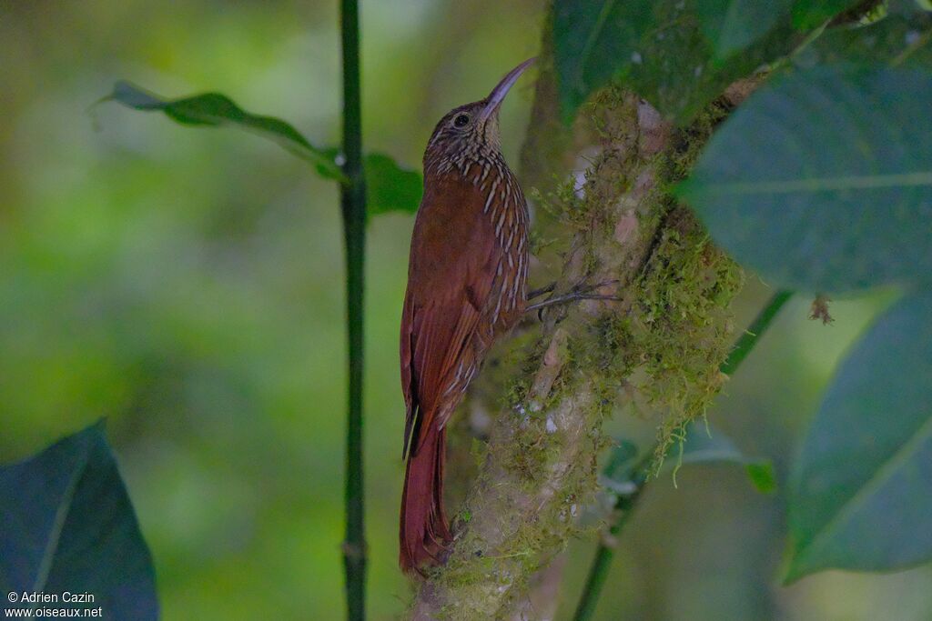 Grimpar montagnardadulte, identification