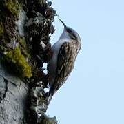 Eurasian Treecreeper