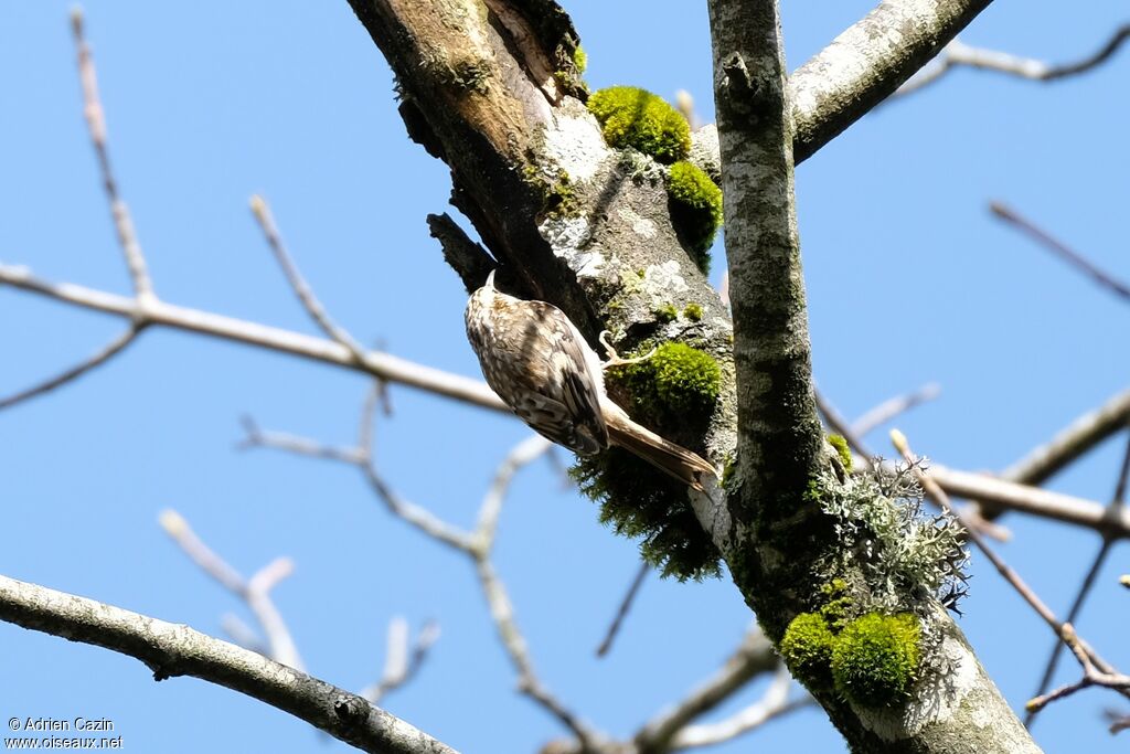 Eurasian Treecreeper