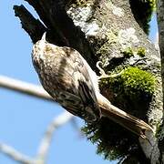 Eurasian Treecreeper