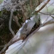 Eurasian Treecreeper