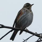 Redwing