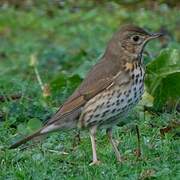 Song Thrush