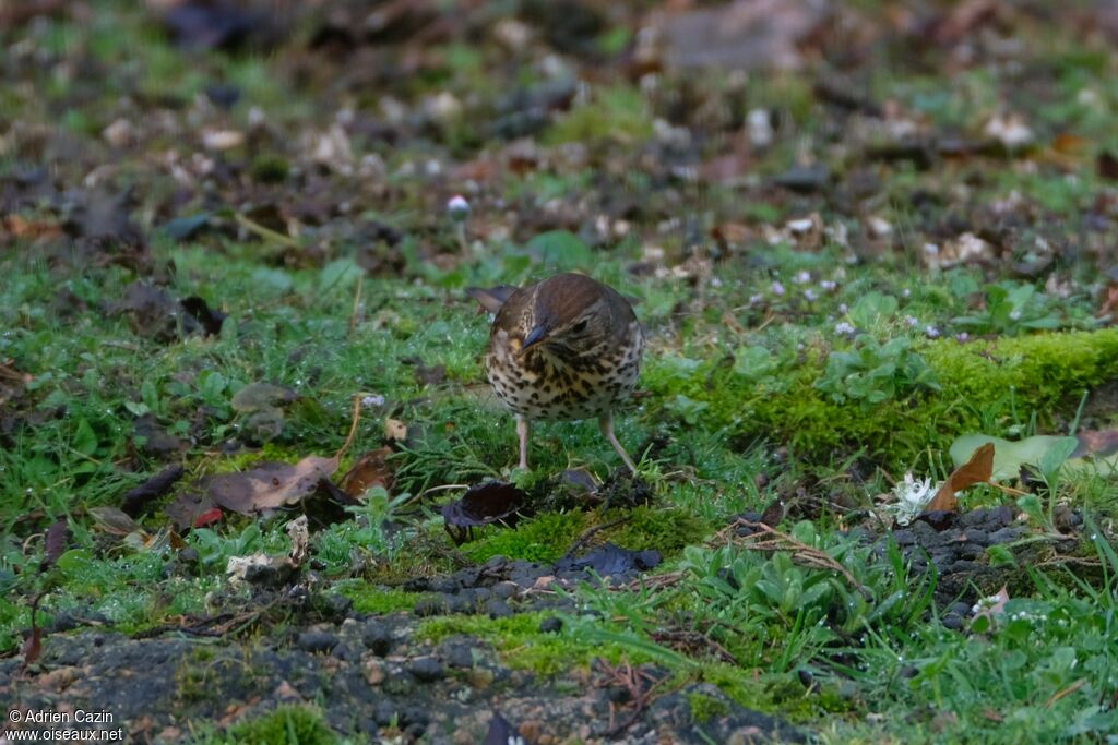 Song Thrush