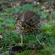 Song Thrush