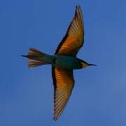 European Bee-eater