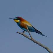 European Bee-eater