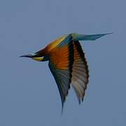 European Bee-eater