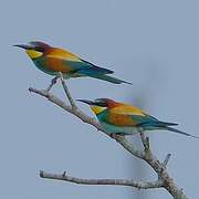 European Bee-eater