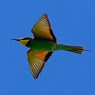Gu pier D Europe Merops Apiaster gu-pier-d-europe-merops-apiaster