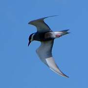 Whiskered Tern