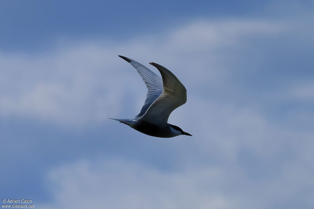 Whiskered Ternadult breeding, Flight